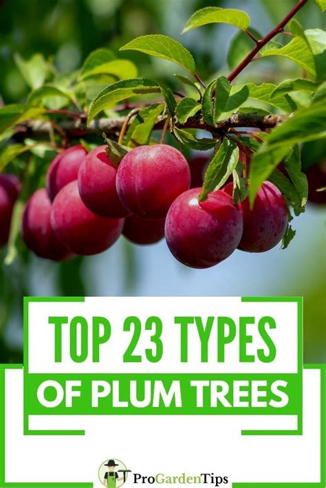 japanese plum tree varieties - Luciana Pfeiffer