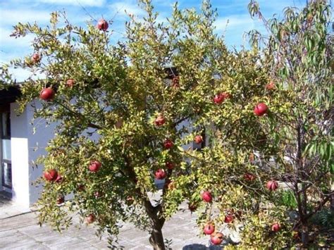 Growing Pomegranate Trees In Your Yards Fruit Trees Garden Labels