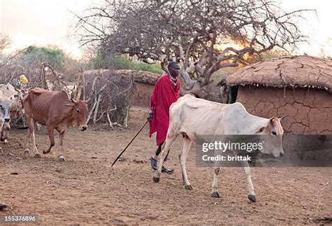 Maasai Cattle Photos and Premium High Res Pictures - Getty Images