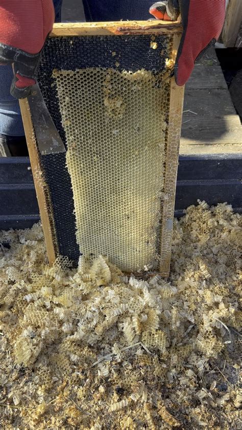 Cleaning bee frames : r/oddlysatisfying