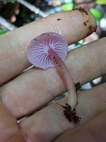 Gliophorus Roseus Gu A General De Macrohongos De Costa Rica Inaturalist