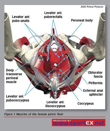 20 best Pelvic Floor Anatomy images on Pinterest | Pelvic floor, Physical therapy and Anatomy