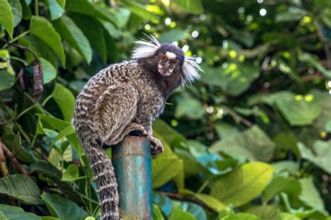 Animais Ex Ticos Que Voc Pode Ter Em Casa