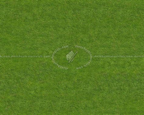 Green Grass Texture Seamless 12991