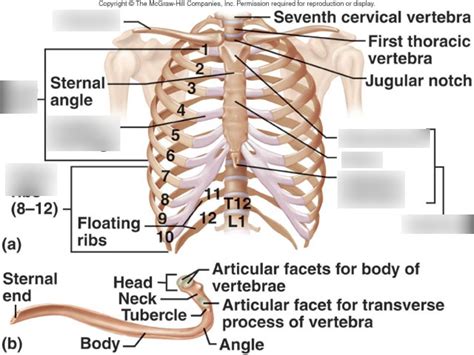 Thoracic Cage Labeling Diagram Quizlet