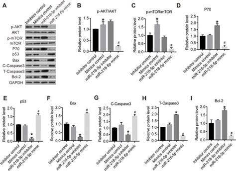 Full Article Mir P Suppresses The Progression Of Retinoblastoma