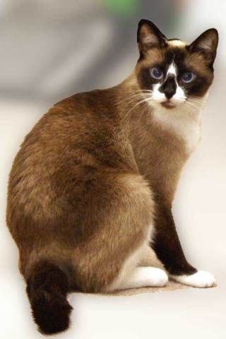 Snowshoe Siamese Cat Breeders - British Shorthair
