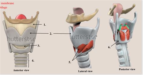 Larynx Diagram Quizlet