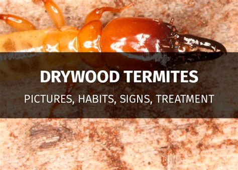 Drywood Termites: Signs, Damage, Prevention & Treatment Cost | PestsGuide