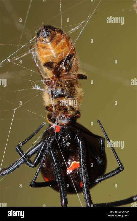 Black Widow Spider Eating A Honey Bee Stock Photo Alamy