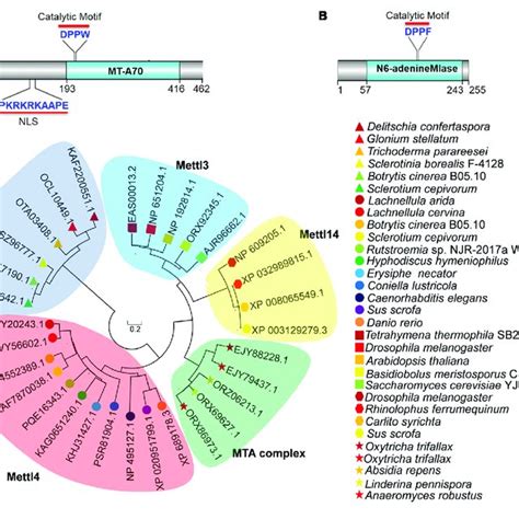 Bioinformatics Analysis Of Bcmettl And Bcdamt A The Structural