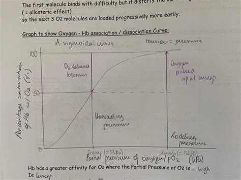 Haemoglobin Hb And Oxygen Transport Flashcards Quizlet