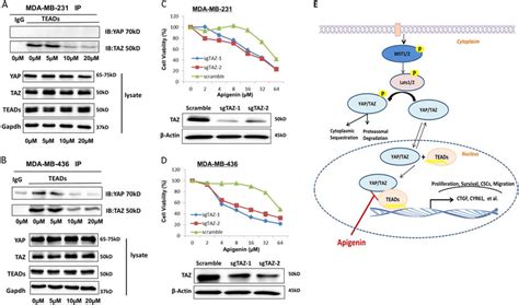 Apigenin Disrupted Yap Taz And Tead Interaction In Tnbc Cells A B