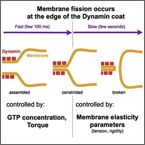 Membrane Shape At The Edge Of The Dynamin Helix Sets Location And