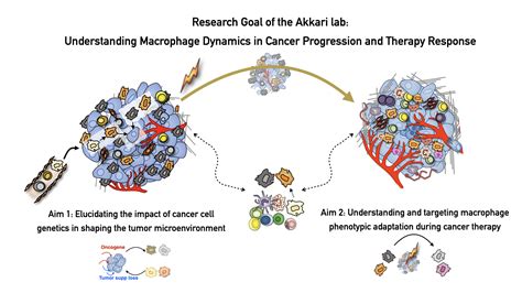 Macrophages In Cancer Netherlands Cancer Institute