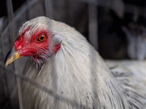 Egg Buying Limits As Deadly Strain Of Bird Flu Spreads Daily Telegraph