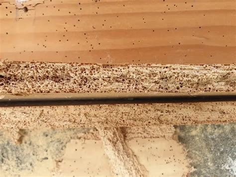 Borer Management Swat Pest Control