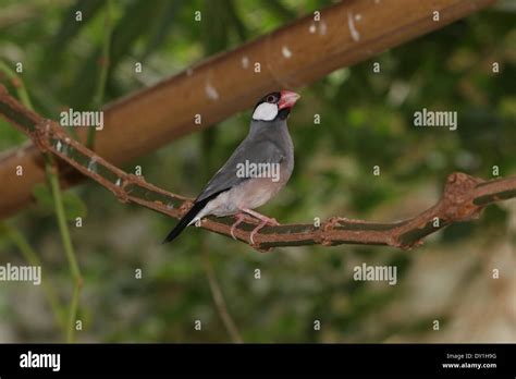 Padda de java hi-res stock photography and images - Alamy