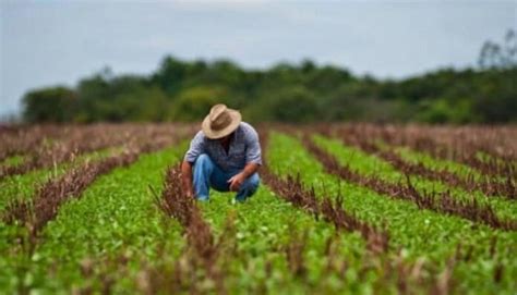 Agricultura En Colombia Por Regiones Productos Del Agro Colombiano