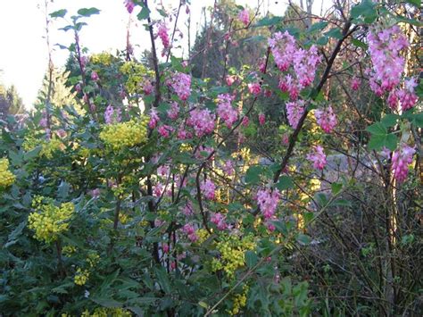 Tall Oregon Grape With Red Flowering Currant