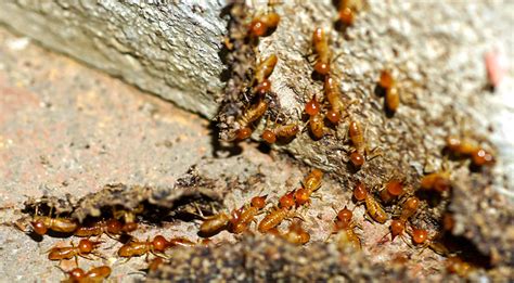 Signs Of Termites In Trees