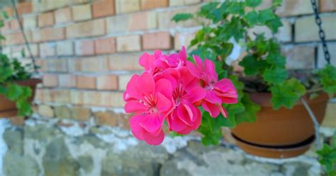 How To Keep Geraniums Blooming Gardening Sun