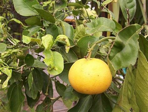 Citrus maxima - pomelo seeds