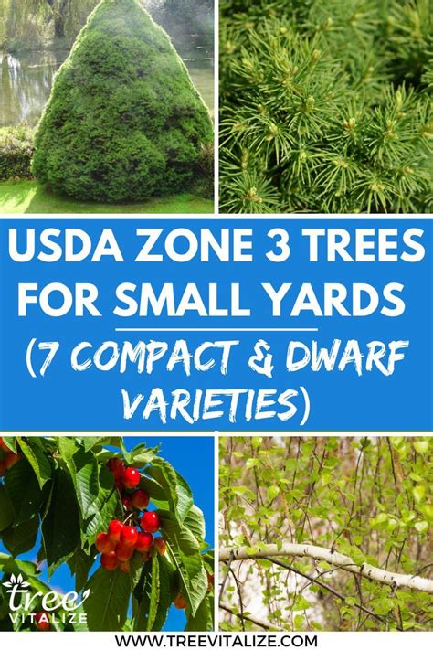 Zone 3 Trees For Small Yards 7 Compact Dwarf Varieties In 2022