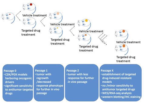 Establishment Of Drug Induced Resistant Tumor Models Enable The