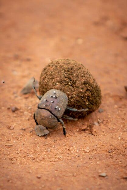 Premium Photo High Angle View Of Dung Beetle At Work