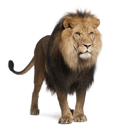 10 Different Types Of Lions With Fact And Pictures Gate Information