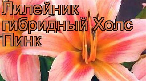 Лилейник гибридный Холс Пинк (hemerocallis) 🌿 обзор: как сажать ...