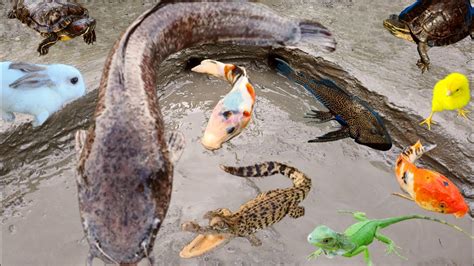 Mancing Ikan Lele Raksasa Dalam Lumpur Ikan Hias Ikan Koi Channa