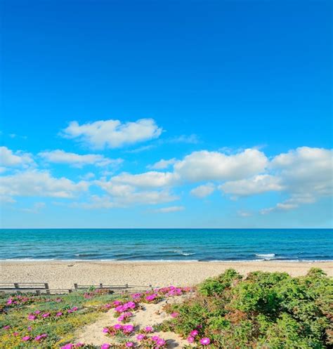 Flores cor de rosa em dunas verdes sob um céu azul em platamona