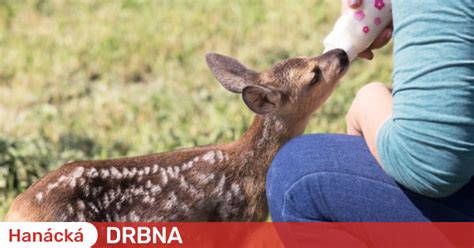 Zraněná zvířata dostanou druhou šanci Olomoucký kraj přispěje na