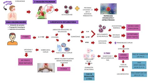 Streptococcus Pneumoniae Ricci Montes UDocz