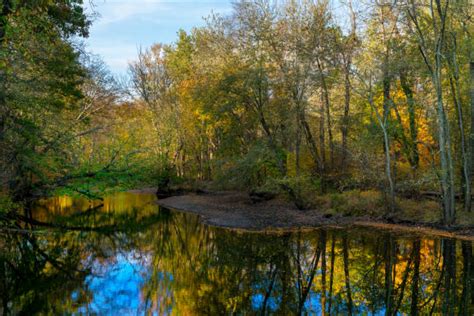 Scarlet Oak Stock Photos Pictures And Royalty Free Images Istock