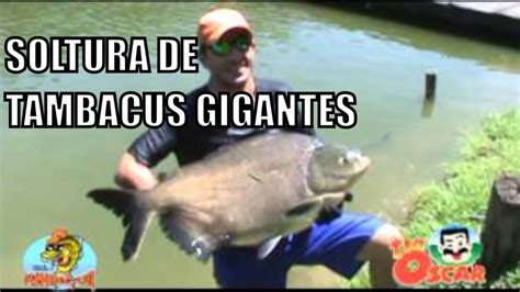 Soltura De Tambacus Gigantes No Pesqueiro Tio Oscar Fishingtur Pesca