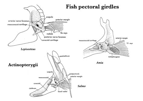 The Vertebral Column Is Connected To The Pelvic Girdle In The Reliable