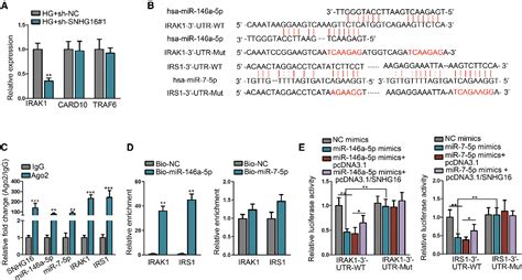 Upregulation Of Long Non Coding Rna Snhg16 Promotes Diabetes Related