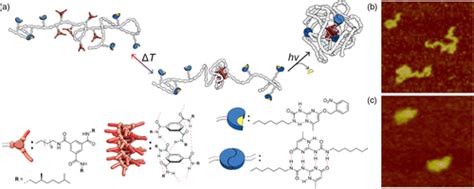 Supramolecular Single Chain Polymeric Nanoparticles Ccs Chemistry