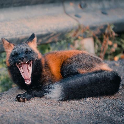 Photographer Captures Amazing Photos Of A Black And Orange Fox