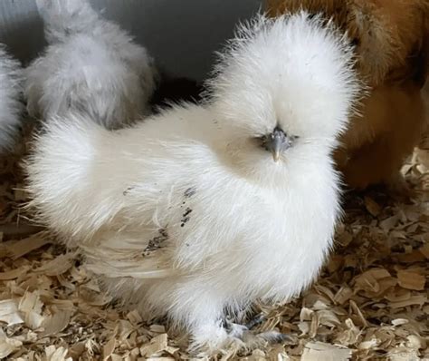 What Is Silkie Chicken Meat And What Does It Taste Like Itsfoodtastic