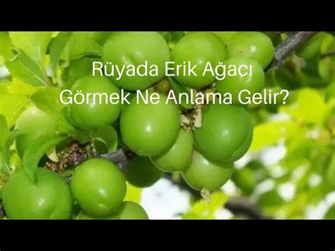 Rüyada Erik Ağacı Görmek Ne Anlama Gelir Erik Ağacı Görme YouTube