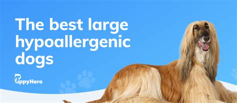 9 Best Large Hypoallergenic Dogs Puppy Hero
