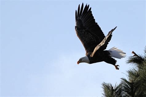 Bald Eagle Flying In Blue Sky Free Image Download