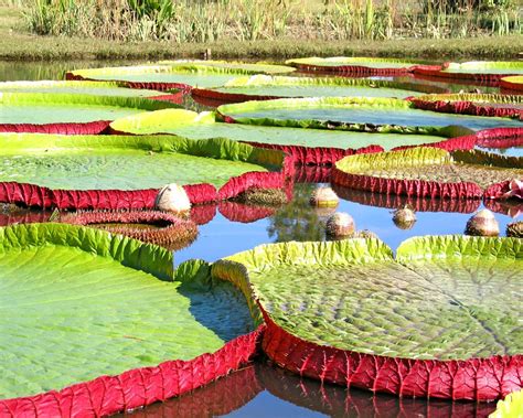 Kenilworth Aquatic Gardens Factbook Pictures Pictures United