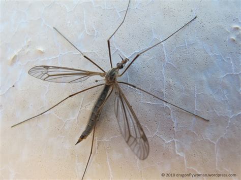 Crane Fly Looks Like Huge Mosquito Walter Reeves The Georgia Gardener