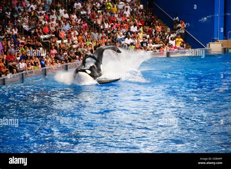 Believe Show With Shamu At Seaworld Orlando Florida Stock Photo Alamy