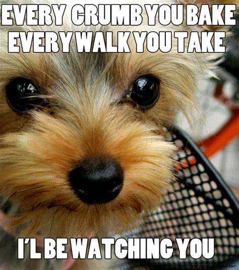 Funny Spring Break Pictures Tumblr Yorkie Yorkshire Terrier Funny